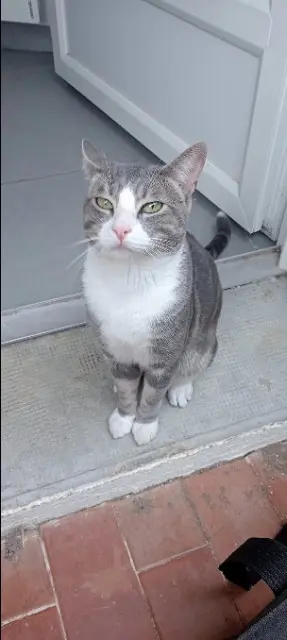 chat lost   66350 Toulouges Homère