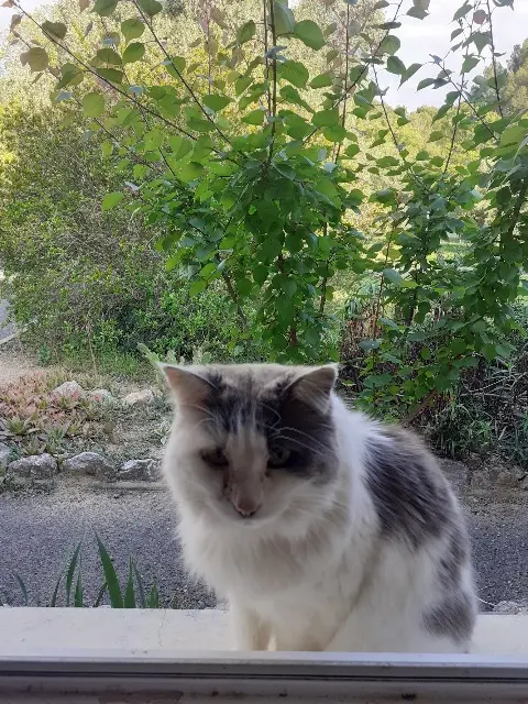 chat lost   66600 Rivesaltes Jas