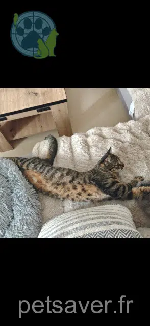 Kater lost   66600 Rivesaltes Kali