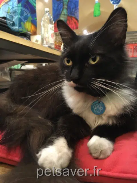 gatto lost   66200 Elne Kiko
