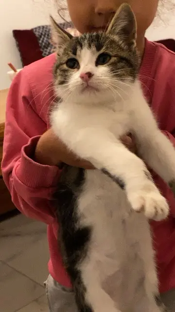 chat lost   66430 Bompas Loki