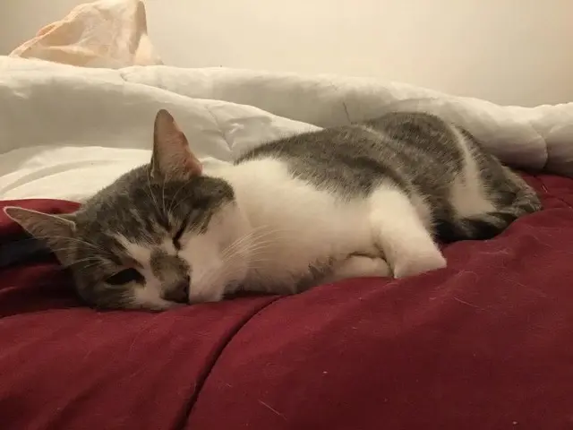 chat lost   66410 Villelongue-de-la-Salanque Macaron