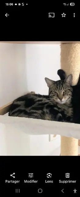 chat lost   66470 Sainte-Marie-la-Mer Messi