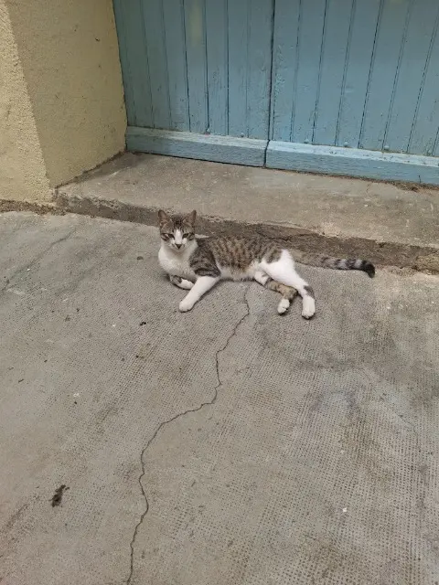 chat lost   66130 Ille-sur-Têt Meïko