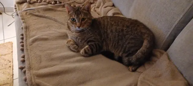 chat lost   66450 Pollestres Miki