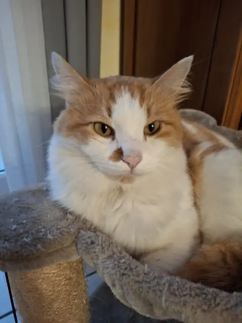 chat lost   66430 Bompas Milo