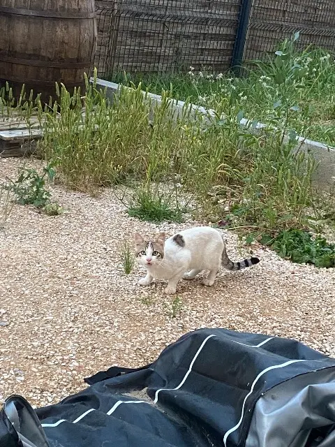 chat lost   66430 Bompas Mimi