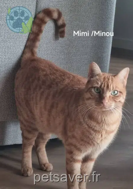 Minou