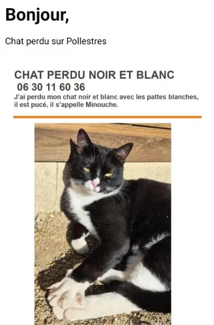chat lost   66450 Pollestres Minouche