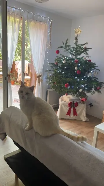 chat lost   66190 Collioure Nougat