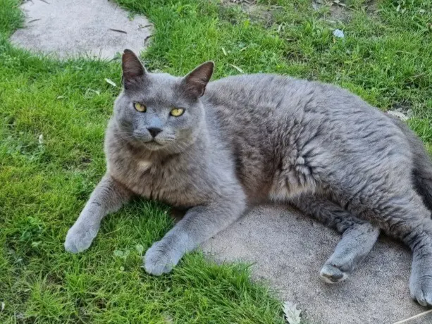 cat lost   66490 Saint-Jean-Pla-de-Corts Nutela
