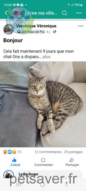 cat lost   66380 Pia Ony
