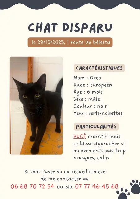 chat lost   66130 Ille-sur-Têt Oreo