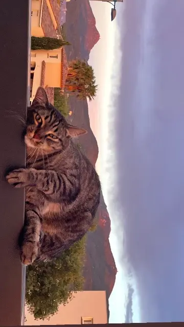 chat lost   66700 Argelès-sur-Mer Pablo