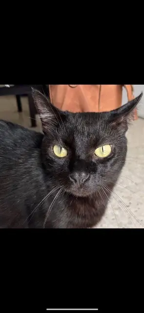 chat lost   66200 Théza Paco
