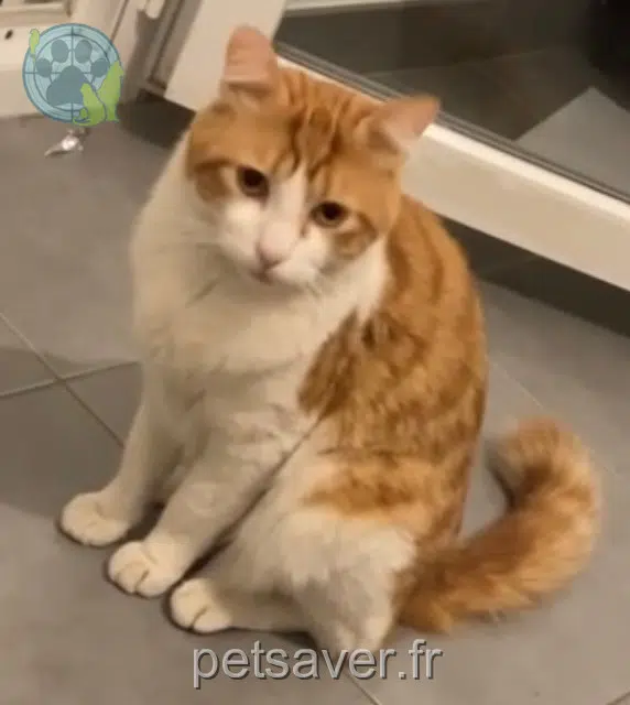 chat lost    Perpignan Chamallow