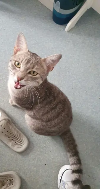 kater vermist Perpignan Chouchou kater lost Perpignan Chouchou