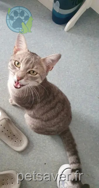 chat perdu Perpignan Chouchou chat lost Perpignan Chouchou