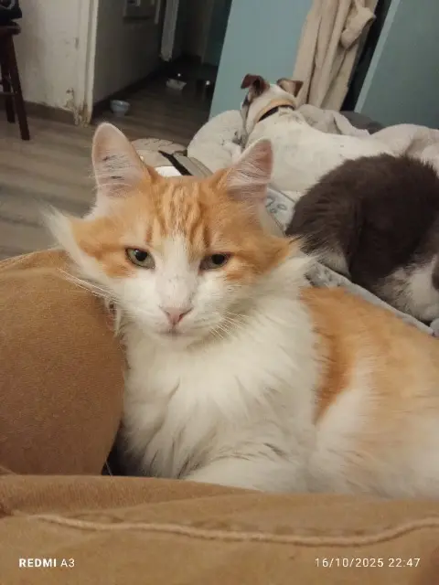 chat lost    Perpignan Chouffi