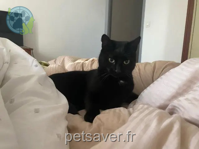 chat perdu Perpignan Django chat lost Perpignan Django