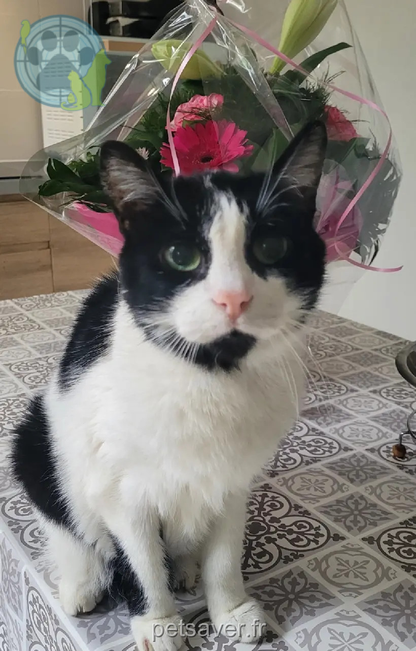 gato perdido 19 Rue Maurice Barrès 66000 Perpignan gato lost 19 Rue Maurice Barrès 66000 Perpignan