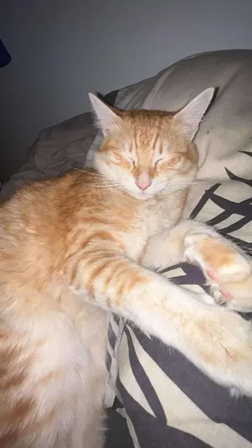 chat lost    Perpignan Jegger