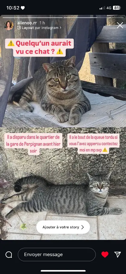 Chat Perdu 66 Pyrénées-Orientales Perpignan - Jerome Chat Perdu 66 Pyrénées-Orientales Perpignan - Jerome
