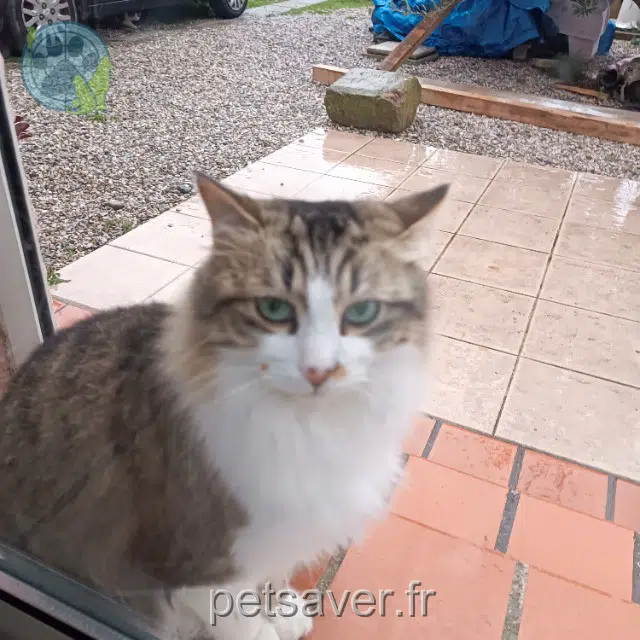 chat lost    Perpignan Leduc