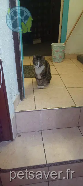 cat lost Perpignan Léonard