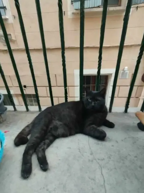 chat lost    Perpignan Onyx