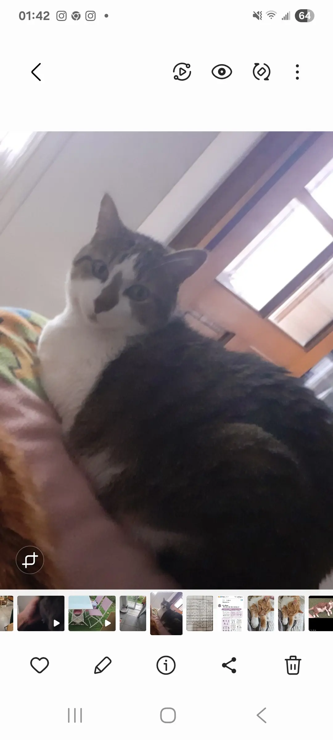 chat lost    Perpignan Pablo