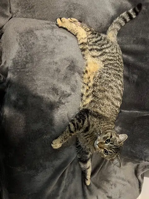 chat lost    Perpignan Ratus