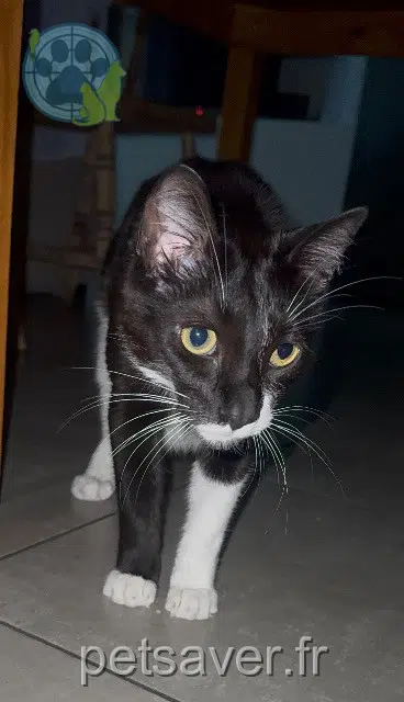 chat lost    Perpignan Sanka