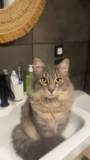 chat lost    Perpignan Silver