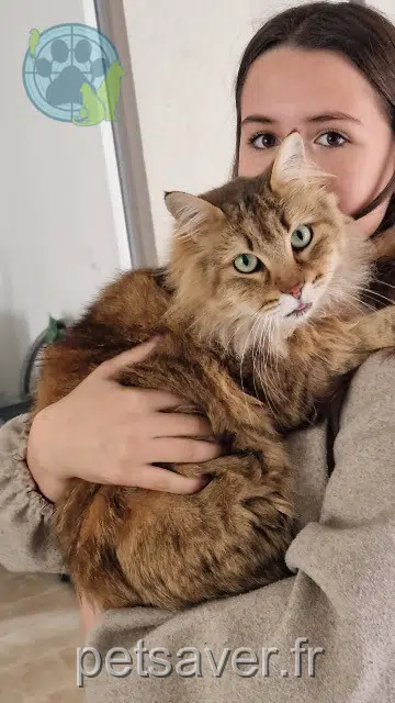 gato lost    Perpignan Simba