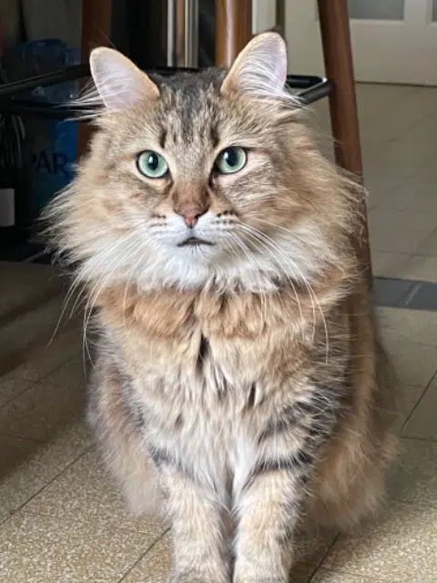 chat lost    Perpignan Simba