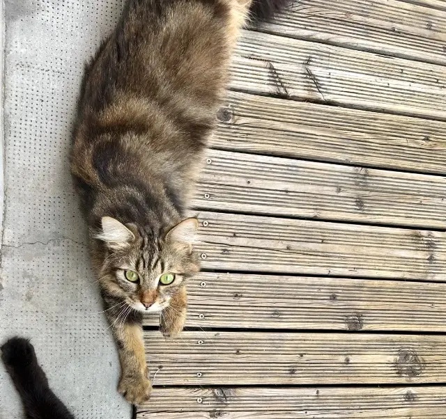 chat lost    Perpignan Sinka