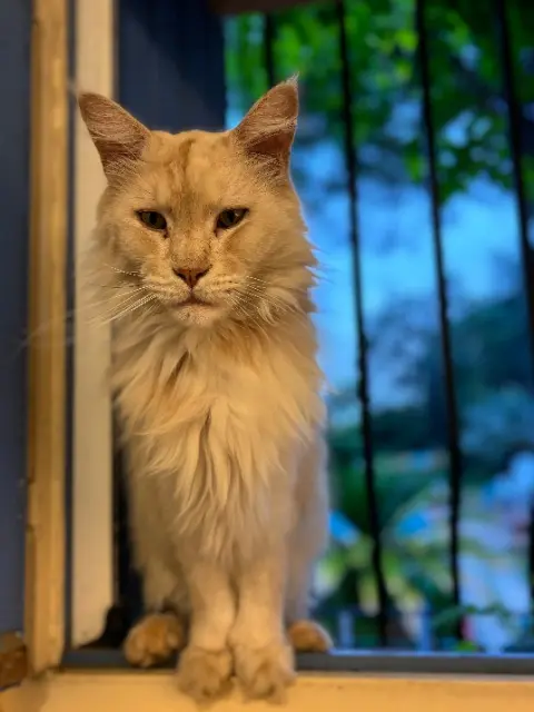 chat lost    Perpignan Spoutnik