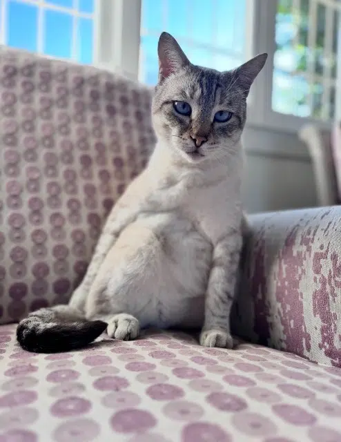 chat lost    Perpignan Yoshi