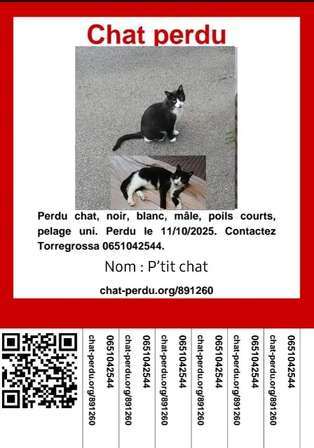 Kater vermisst 66480 Maureillas-las-Illas Petitchat Kater lost 66480 Maureillas-las-Illas Petitchat