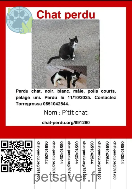 chat perdu 66480 Maureillas-las-Illas Petitchat chat lost 66480 Maureillas-las-Illas Petitchat