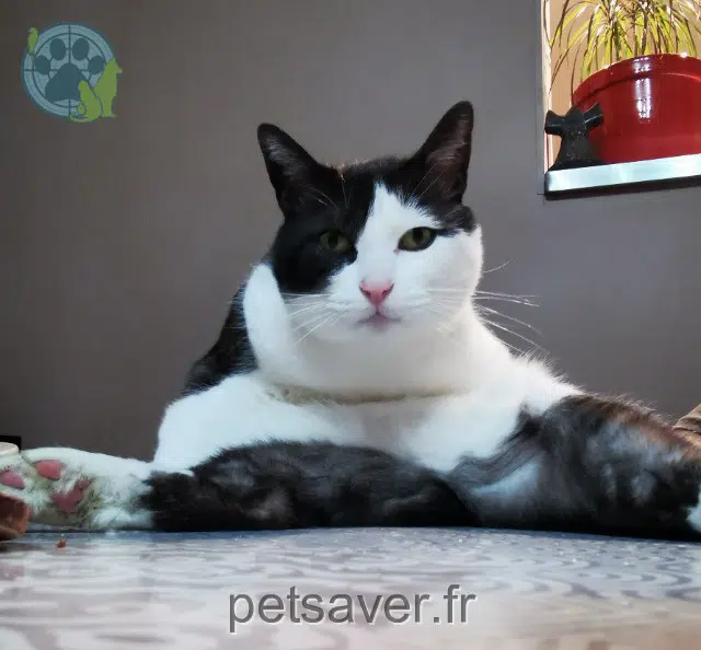 chat lost   66330 Cabestany Pirate