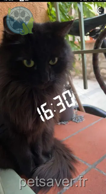 chat perdu 66700 Argelès-sur-Mer Ragnar chat lost 66700 Argelès-sur-Mer Ragnar