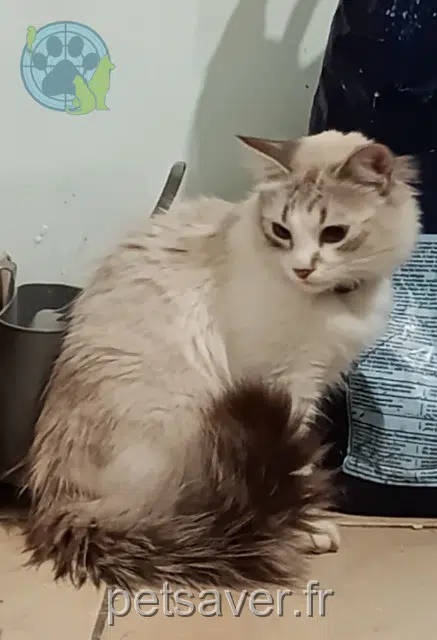 chat lost   66740 Villelongue-dels-Monts Rick