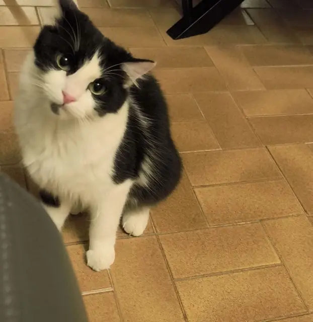 chat lost   66110 Amélie-les-Bains-Palalda Riki