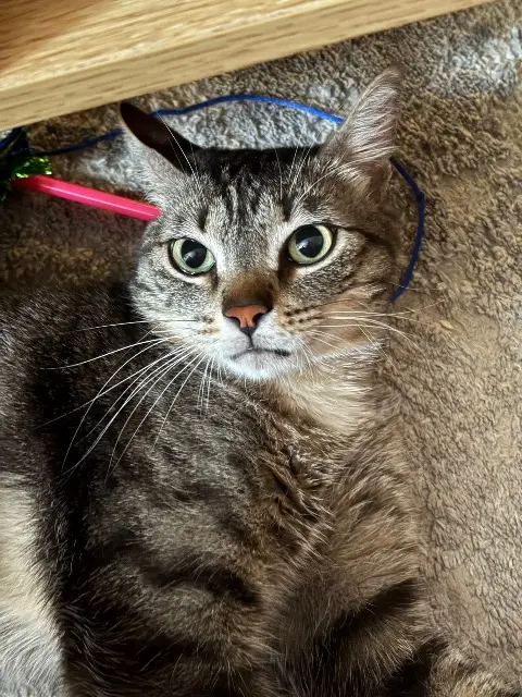 chat lost   66550 Corneilla-la-Rivière Rio