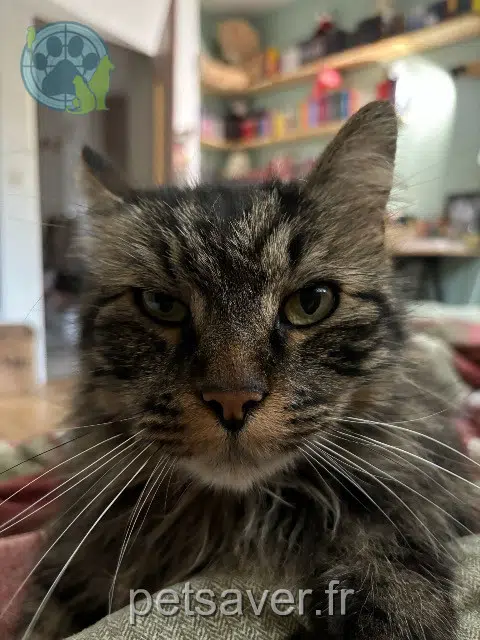 chat lost   66300 Ponteilla Rio