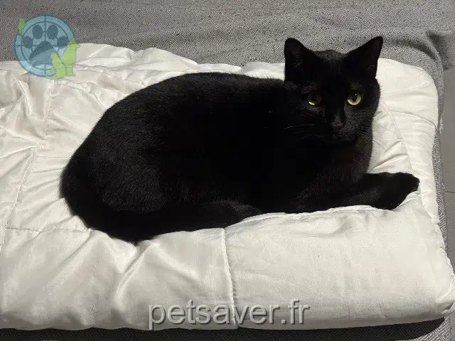 kater lost   66200 Elne Rocket