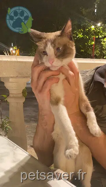 Kater lost   66350 Toulouges Rocky