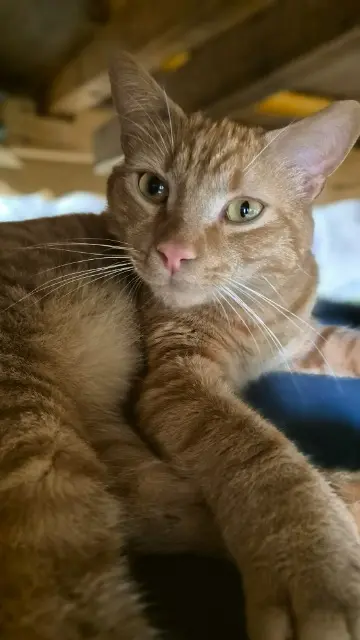 chat lost   66600 Rivesaltes Roméo